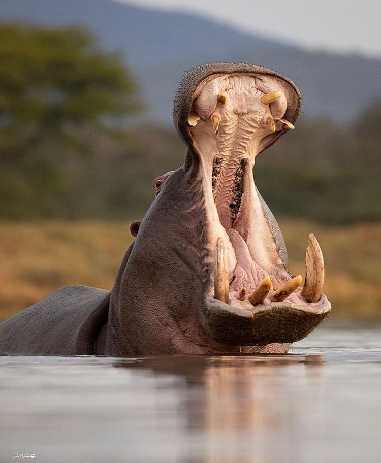 A large hippo opening its jaws wide and showing off its incredible teeth
